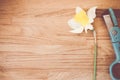 High angle shot of a daffodil and gardening scissors on a wooden surface - copy space Royalty Free Stock Photo