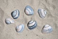 High angle shot of different seashells on the sand Royalty Free Stock Photo