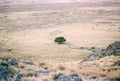 High angle shot of a distant tree in the middle of the desert