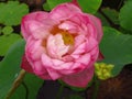 High angle shot of divine lotus flower with lotus ponds on the background Royalty Free Stock Photo