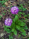 High angle shot of Drumstick primrose plant in a garden