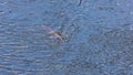 high angle shot of a duck-billed platypus swimming