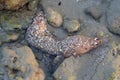 High angle shot of a dying moray eel laid in the stones of the seashore