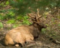 High angle shot of an elk lying in a mudhole Royalty Free Stock Photo