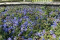 High angle shot of a field of purple hyacinth flowers at daytime