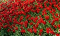 High angle shot of a field of red Sprenger tulip flowers at daytime