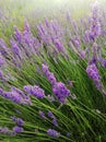 High angle shot of a field of violet lavender flowers swaying in the wind