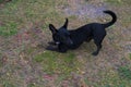 High angle shot of a Formosan mountain dog stretching on the ground