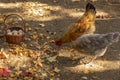 High angle shot of fresh farm eggs on a basket and chickens on the ground Royalty Free Stock Photo