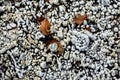 High angle shot of frozen crystal balls of snow - great for wallpapers