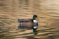 High angle shot of a green mallard duck swimming on a pond