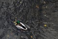 High angle shot of a green mallard duck swimming in a river