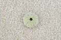 High angle shot of a green sea urchin shell Royalty Free Stock Photo