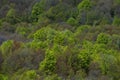 High angle shot of green trees in the mountains in autumn