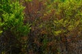 High angle shot of green trees in the mountains in autumn