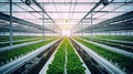 A high-angle shot of a greenhouse with a hydroponic system. The photo captures the vibrant greenery of various crops, including le Royalty Free Stock Photo