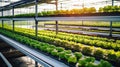 A high-angle shot of a greenhouse with a hydroponic system. The photo captures the vibrant greenery of various crops, including le Royalty Free Stock Photo