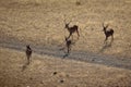 High angle shot of a group of deer running around in a park