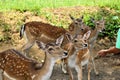 High angle shot of a group of deers