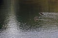 High angle shot of a group of ducks swimming in the lake