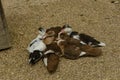 High angle shot of a group of little ducks sitting and hugging each other on a sand ground Royalty Free Stock Photo