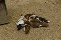 High angle shot of a group of little ducks sitting and hugging each others on a sand ground Royalty Free Stock Photo