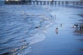 High angle shot of a group of people walking in the shallow waters of a beach in Blackpool, UK Royalty Free Stock Photo