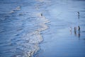 High angle shot of a group of people walking in the shallow waters of a beach in Blackpool, UK Royalty Free Stock Photo