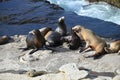 High angle shot of a group of seals on a rocky seashore