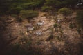 High angle shot of a herd of zebras near green trees in Africa