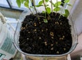 High angle shot of homegrown herbs and vegetables in a flowerpot