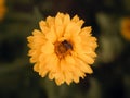 High angle shot of a honeybee on a yellow pot marigold in a field under the sunlight