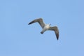 Juvenile gull flying in blue sky Royalty Free Stock Photo