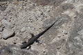 High angle shot of a large black lizard on rocks
