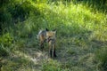 High angle shot of a little fox on the grassy ground Royalty Free Stock Photo