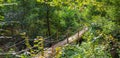 High angle shot of a log bridge in the middle of a forest Royalty Free Stock Photo