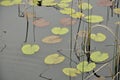 High angle shot of lotus in the pond in Acarlar Floodplain Forest, Turkey