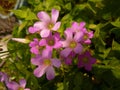 High angle shot of lovely Violet Wood-sorrel Oxalis flowers on a blurred background