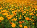 High angle shot of many blooming Coreopsis Formosa Bonato flowers in a field Royalty Free Stock Photo