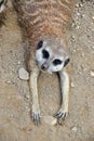 High angle shot of a meerkat relaxing Royalty Free Stock Photo