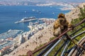 High angle shot of a monkey hanging out in the city at the beach in Gibraltar Royalty Free Stock Photo