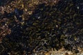 High angle shot of mussels and sea limpets attached to the rock on the sea Royalty Free Stock Photo