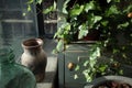 High angle shot of old vases on a windowsill near an ivy plant