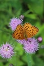 High angle shot of an orange butterfly on a thistle