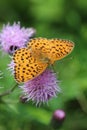 High angle shot of an orange butterfly on a thistle