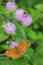 High angle shot of an orange butterfly on a thistle