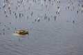 High-angle shot of a pair of turtles sitting out of the water on a small patch of land