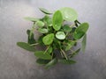 High angle shot of Peperomia plant on a grey surface