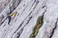 High angle shot of a person climbing a rock in the Alps in Austria - overcoming challenges concept