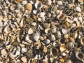 High angle shot of a pile of beautiful and colorful seashells under the sunlight